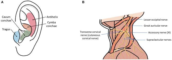 https://cdn.ncbi.nlm.nih.gov/pmc/blobs/7f81/7199464/dc2c62c99e84/fnins-14-00284-g0001.jpg