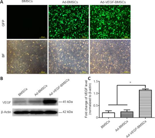 https://cdn.ncbi.nlm.nih.gov/pmc/blobs/7f83/9838145/52929071fb7a/NRR-18-1286-g002.jpg
