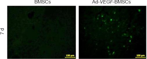 https://cdn.ncbi.nlm.nih.gov/pmc/blobs/7f83/9838145/e8202e031392/NRR-18-1286-g005.jpg