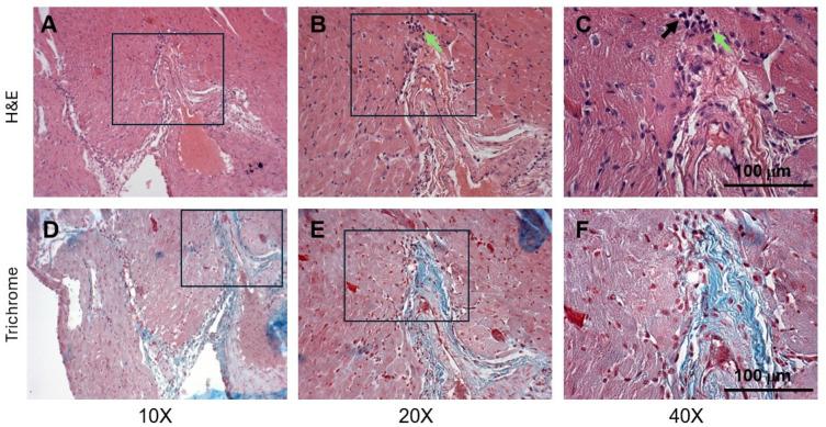 https://cdn.ncbi.nlm.nih.gov/pmc/blobs/7f86/12249256/fce1b61d71b7/cells-14-01002-g003.jpg