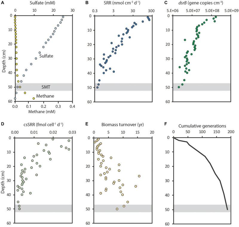 https://cdn.ncbi.nlm.nih.gov/pmc/blobs/7f86/6492693/81cb550b6f4c/fmicb-10-00849-g005.jpg