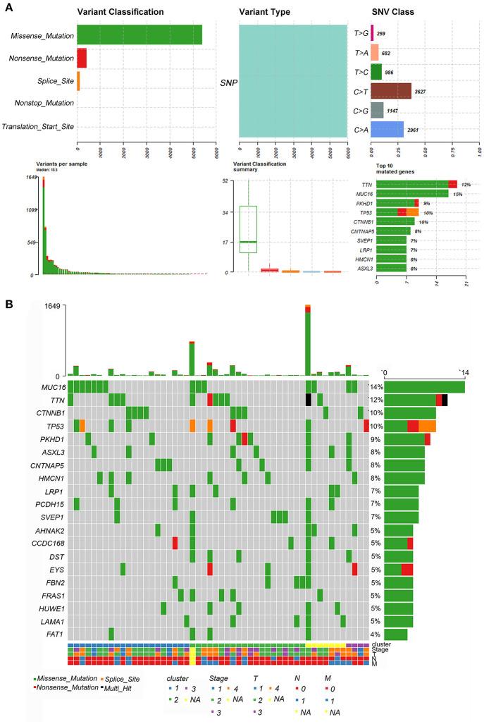 https://cdn.ncbi.nlm.nih.gov/pmc/blobs/7f88/7966528/963596fc0a23/fimmu-12-637933-g0007.jpg