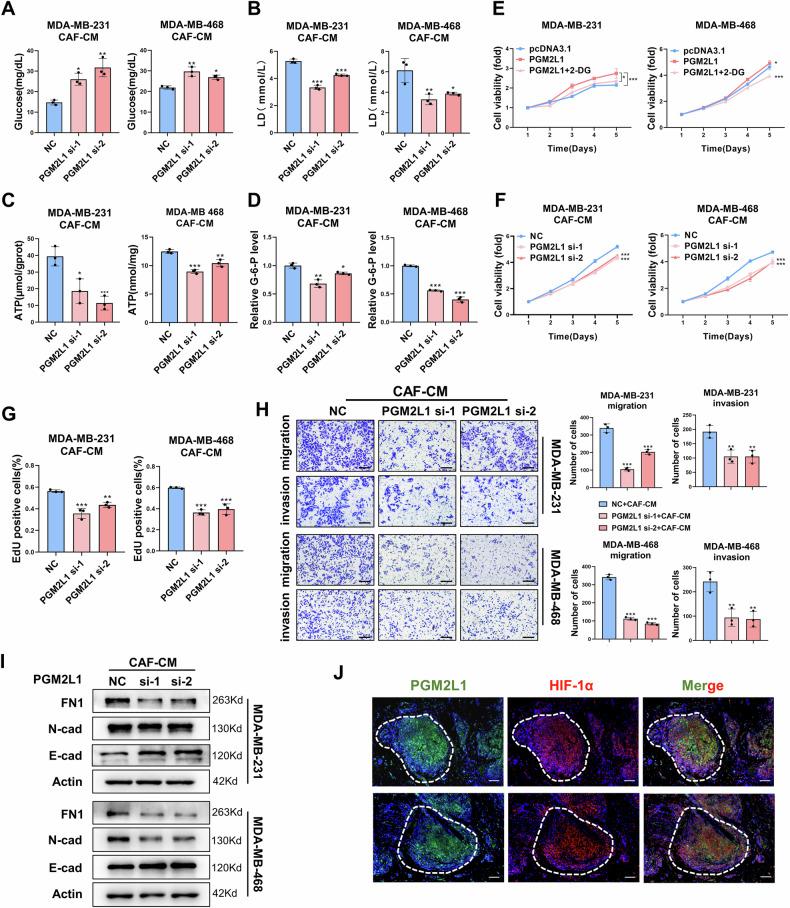 https://cdn.ncbi.nlm.nih.gov/pmc/blobs/7f8a/11971334/06ad6a6065a0/41419_2025_7580_Fig5_HTML.jpg
