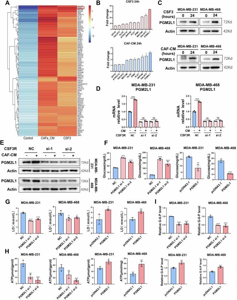 https://cdn.ncbi.nlm.nih.gov/pmc/blobs/7f8a/11971334/5bffc8435683/41419_2025_7580_Fig4_HTML.jpg