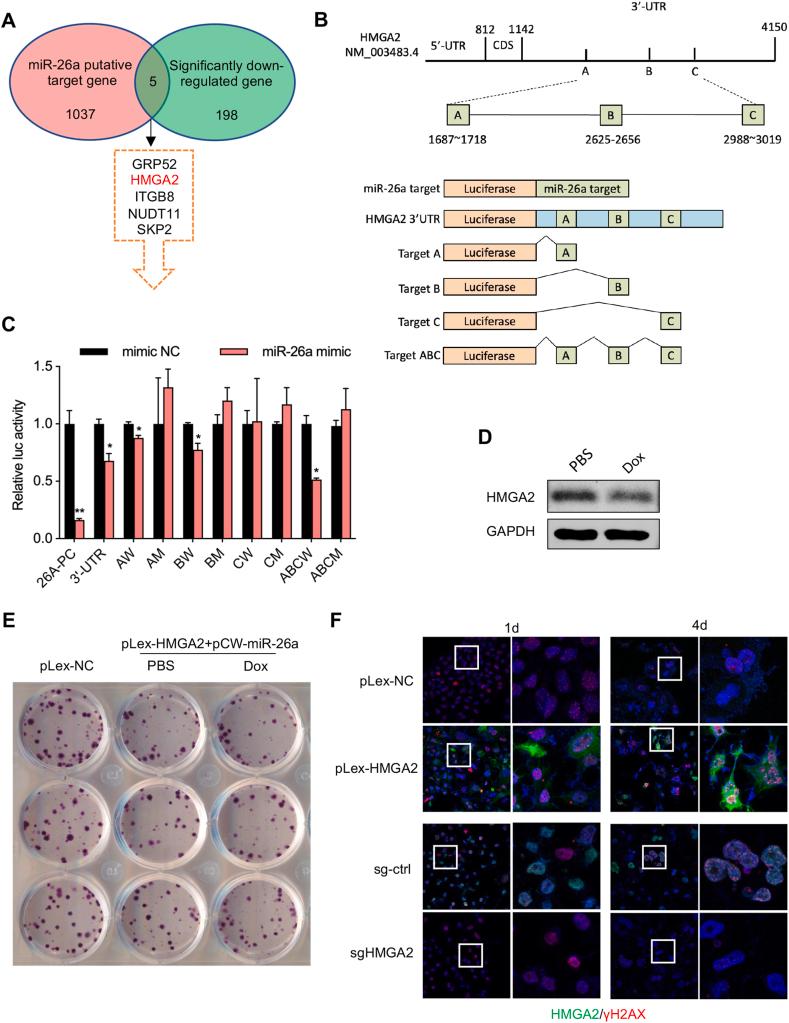 https://cdn.ncbi.nlm.nih.gov/pmc/blobs/7f94/11130661/2a8192dcb6eb/gr5.jpg