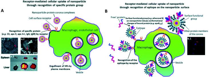 https://cdn.ncbi.nlm.nih.gov/pmc/blobs/7f97/9416870/553b380d9995/d0na00863j-f3.jpg