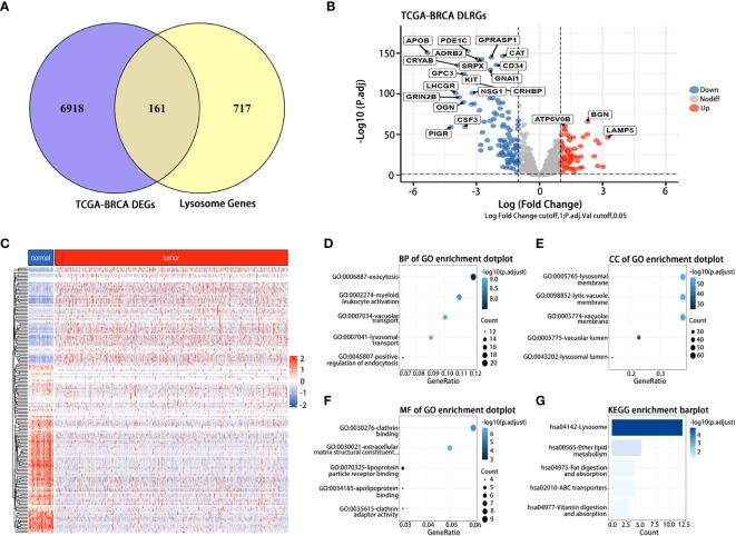 https://cdn.ncbi.nlm.nih.gov/pmc/blobs/7f98/10757638/3777a0f38b95/fonc-13-1325452-g002.jpg