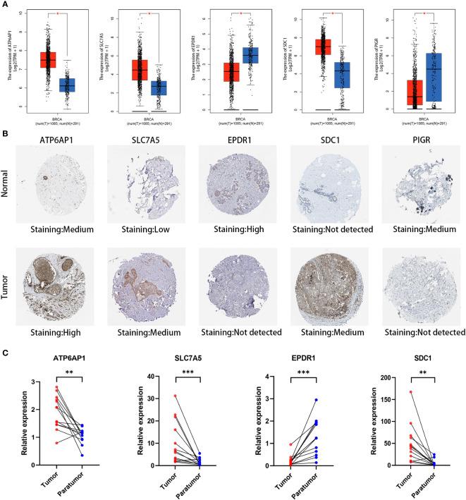 https://cdn.ncbi.nlm.nih.gov/pmc/blobs/7f98/10757638/5d467cf8a0f5/fonc-13-1325452-g010.jpg