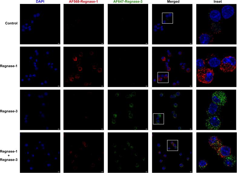https://cdn.ncbi.nlm.nih.gov/pmc/blobs/7f9c/11147952/dd59950790ac/LSA-2024-02784_FigS5.jpg