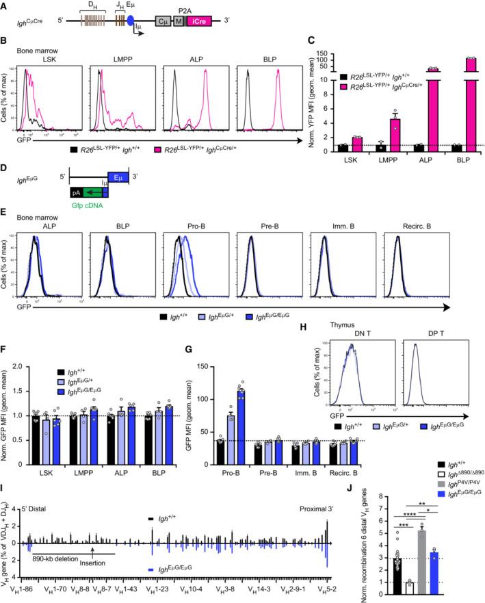 https://cdn.ncbi.nlm.nih.gov/pmc/blobs/7f9e/10390877/2d328ae79362/EMBJ-42-e112741-g008.jpg