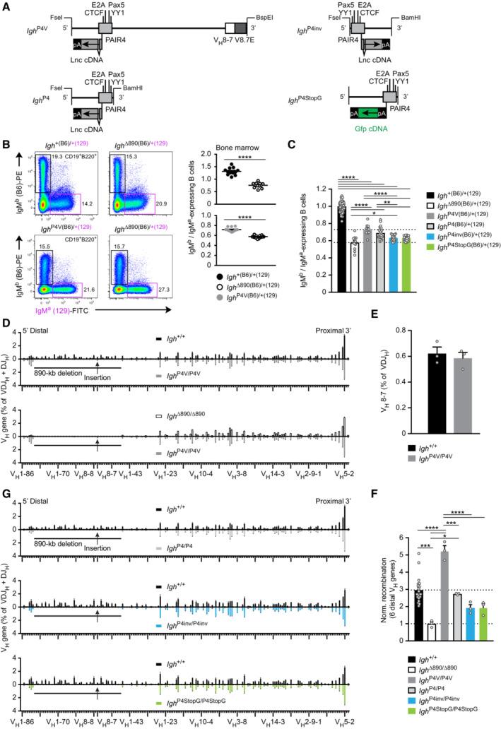 https://cdn.ncbi.nlm.nih.gov/pmc/blobs/7f9e/10390877/4a9d42f0a49c/EMBJ-42-e112741-g005.jpg