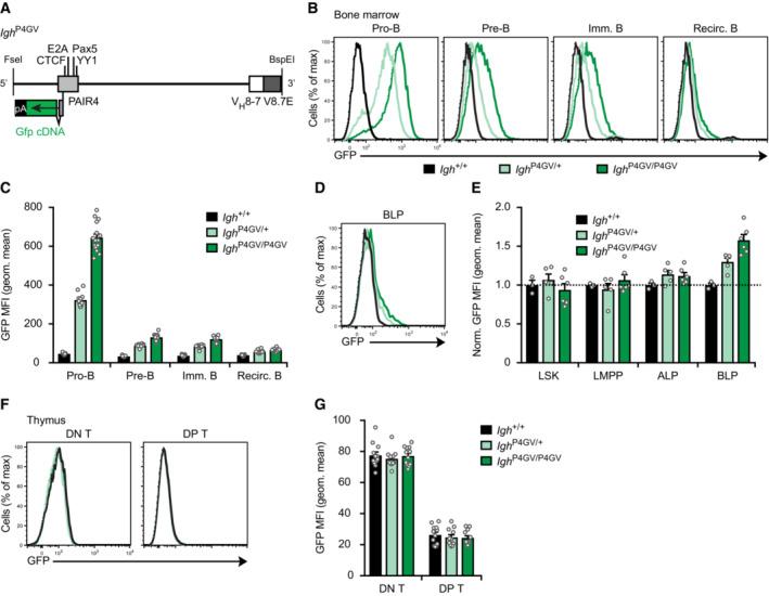 https://cdn.ncbi.nlm.nih.gov/pmc/blobs/7f9e/10390877/dd70b0777356/EMBJ-42-e112741-g013.jpg