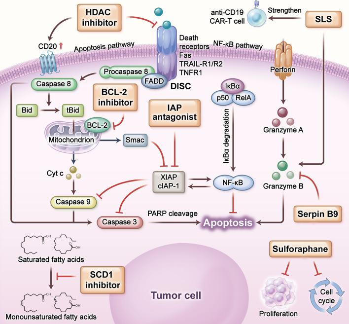 https://cdn.ncbi.nlm.nih.gov/pmc/blobs/7f9f/11539560/16af856a9875/13045_2024_1625_Fig6_HTML.jpg