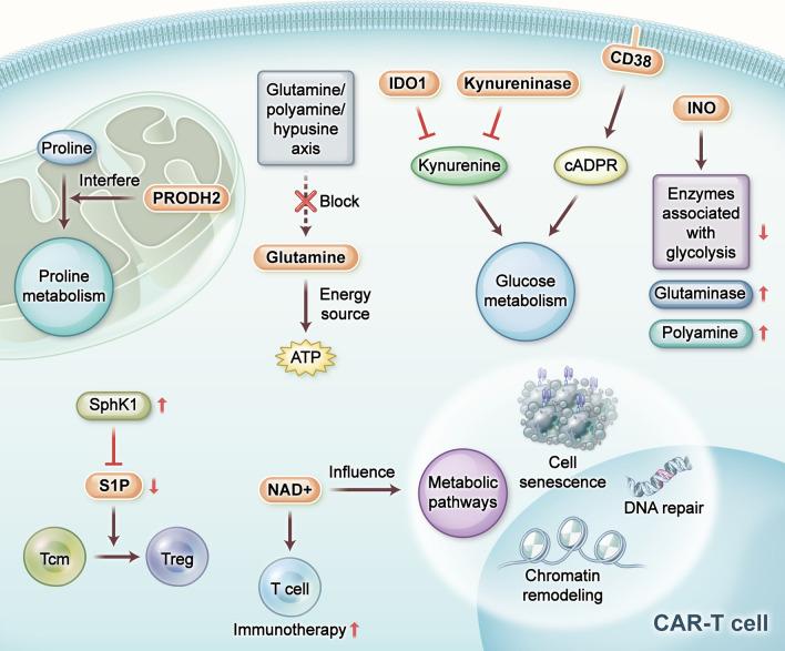 https://cdn.ncbi.nlm.nih.gov/pmc/blobs/7f9f/11539560/66bd31733cf0/13045_2024_1625_Fig5_HTML.jpg