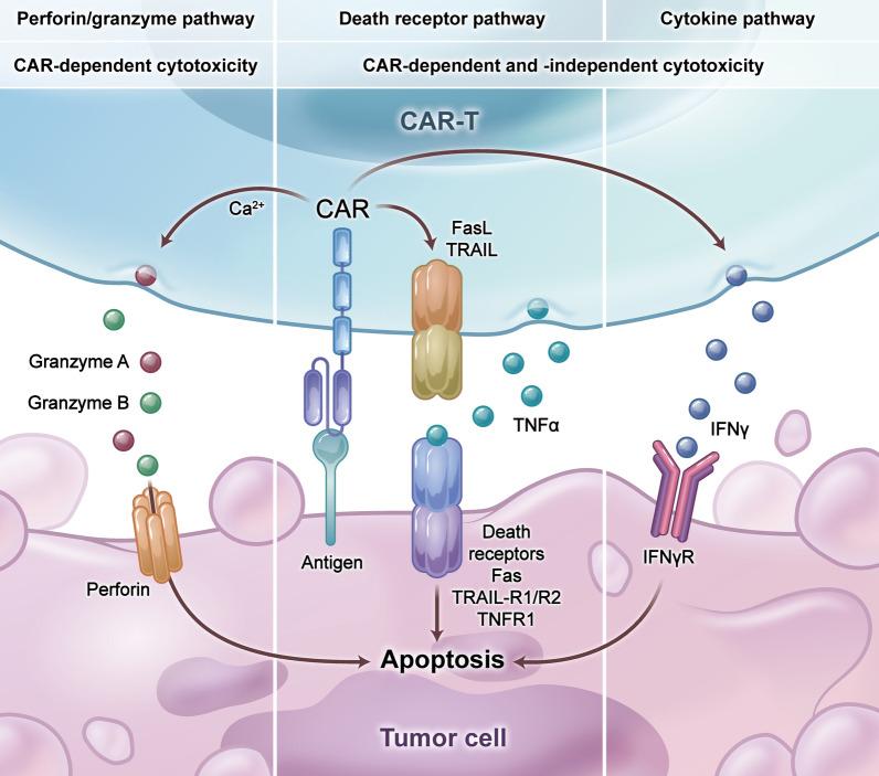 https://cdn.ncbi.nlm.nih.gov/pmc/blobs/7f9f/11539560/7569b1a76447/13045_2024_1625_Fig1_HTML.jpg