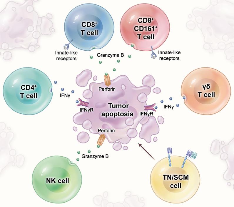 https://cdn.ncbi.nlm.nih.gov/pmc/blobs/7f9f/11539560/c3f53a82e21b/13045_2024_1625_Fig2_HTML.jpg
