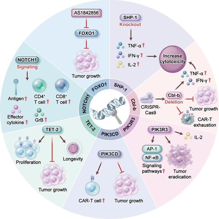 https://cdn.ncbi.nlm.nih.gov/pmc/blobs/7f9f/11539560/d518e6031e67/13045_2024_1625_Fig4_HTML.jpg