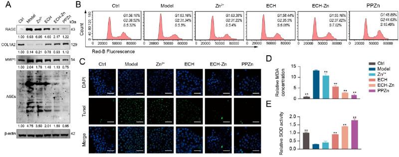 https://cdn.ncbi.nlm.nih.gov/pmc/blobs/7fa0/10373517/3688e34c752d/nn3c04726_0003.jpg