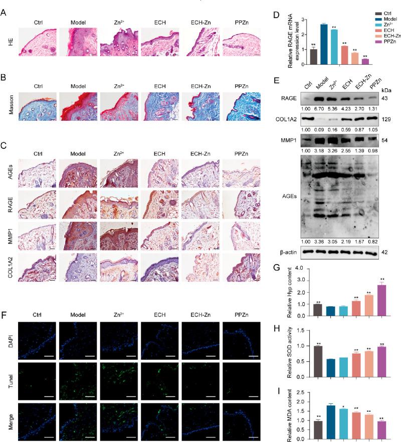 https://cdn.ncbi.nlm.nih.gov/pmc/blobs/7fa0/10373517/39e624c99114/nn3c04726_0002.jpg