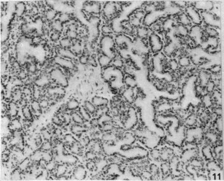 https://cdn.ncbi.nlm.nih.gov/pmc/blobs/7fa0/1244422/a9ba2b1a746b/janat00439-0177-e.jpg
