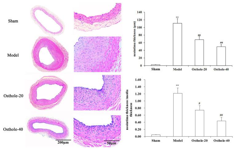 https://cdn.ncbi.nlm.nih.gov/pmc/blobs/7fa0/7870719/c9fda4b89762/fphys-11-514494-g001.jpg