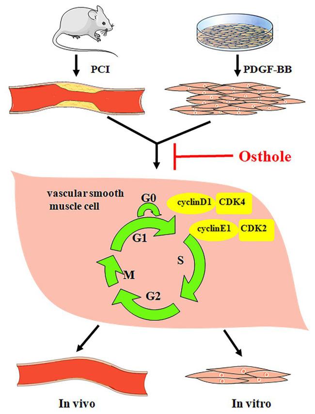 https://cdn.ncbi.nlm.nih.gov/pmc/blobs/7fa0/7870719/d14700231670/fphys-11-514494-g007.jpg