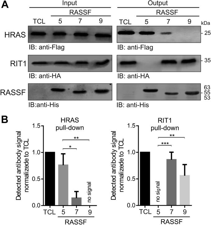 https://cdn.ncbi.nlm.nih.gov/pmc/blobs/7fad/8163975/a442a35fdc1f/gr5.jpg