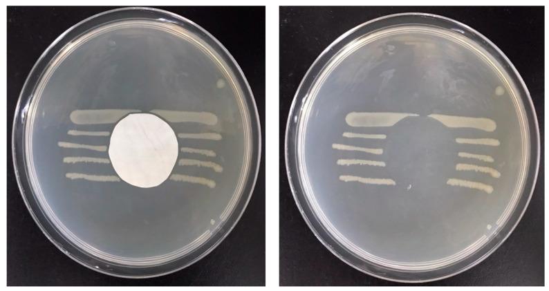 https://cdn.ncbi.nlm.nih.gov/pmc/blobs/7fb2/8953842/eee5cb43f464/membranes-12-00332-g010.jpg