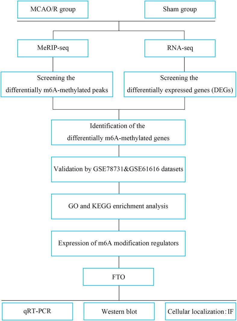 https://cdn.ncbi.nlm.nih.gov/pmc/blobs/7fb3/8009187/d79d98997595/fnins-15-605654-g001.jpg