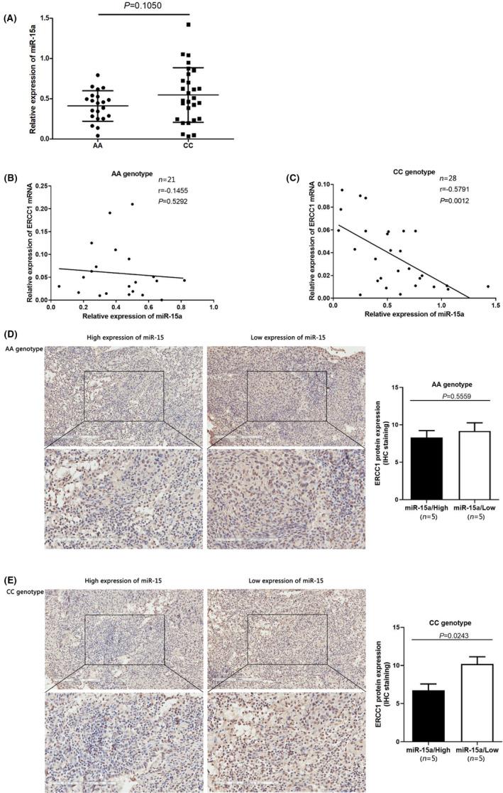 https://cdn.ncbi.nlm.nih.gov/pmc/blobs/7fb9/9639052/1143a5045c93/JCMM-26-5439-g004.jpg