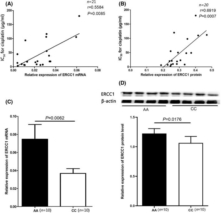 https://cdn.ncbi.nlm.nih.gov/pmc/blobs/7fb9/9639052/1748d82deba9/JCMM-26-5439-g002.jpg
