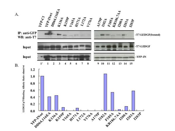 https://cdn.ncbi.nlm.nih.gov/pmc/blobs/7fbd/2859858/ebe835950b57/1743-422X-7-68-2.jpg