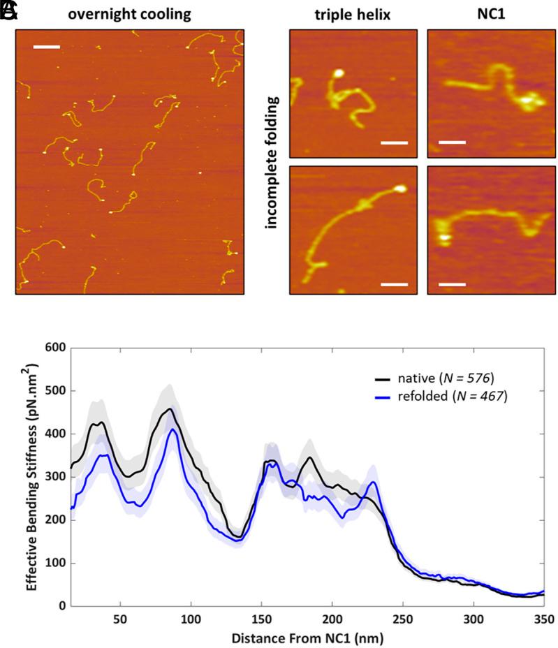 https://cdn.ncbi.nlm.nih.gov/pmc/blobs/7fbf/12107170/57d871108cc1/pnas.2420308122fig04.jpg