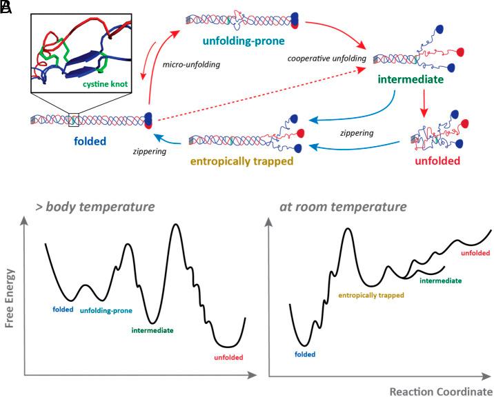 https://cdn.ncbi.nlm.nih.gov/pmc/blobs/7fbf/12107170/992da377983a/pnas.2420308122fig07.jpg