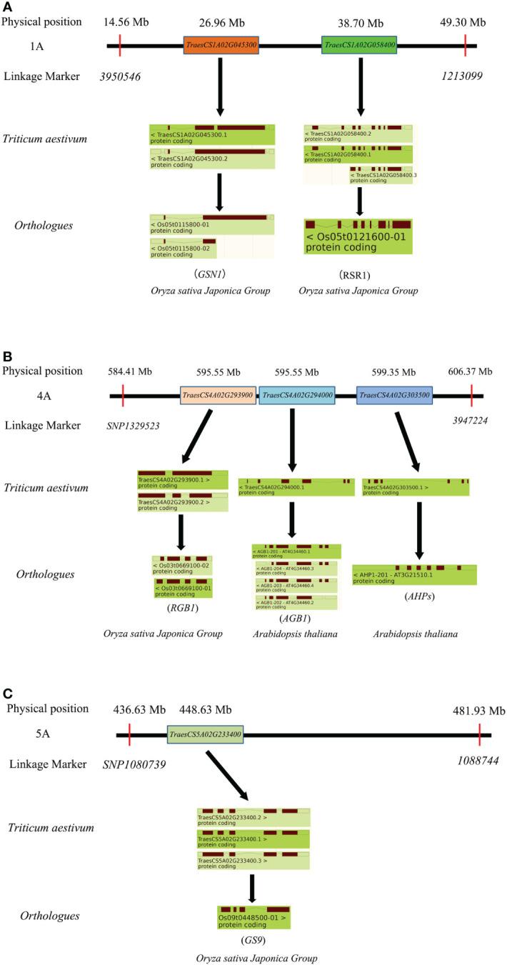 https://cdn.ncbi.nlm.nih.gov/pmc/blobs/7fc1/9951491/2077a032e340/fpls-14-1072233-g007.jpg