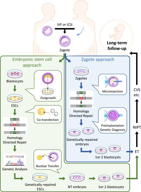 https://cdn.ncbi.nlm.nih.gov/pmc/blobs/7fc2/4251934/585d2d0069a4/12958_2014_1276_Fig2_HTML.jpg