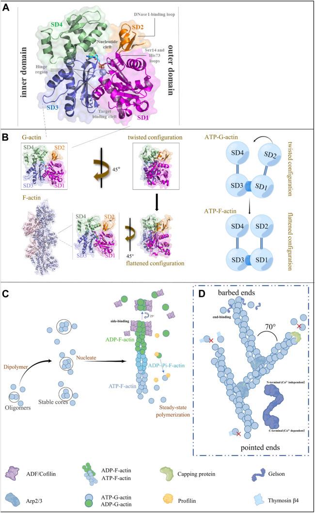 https://cdn.ncbi.nlm.nih.gov/pmc/blobs/7fc3/10515290/0a3df46724a8/fphys-14-1213668-g001.jpg