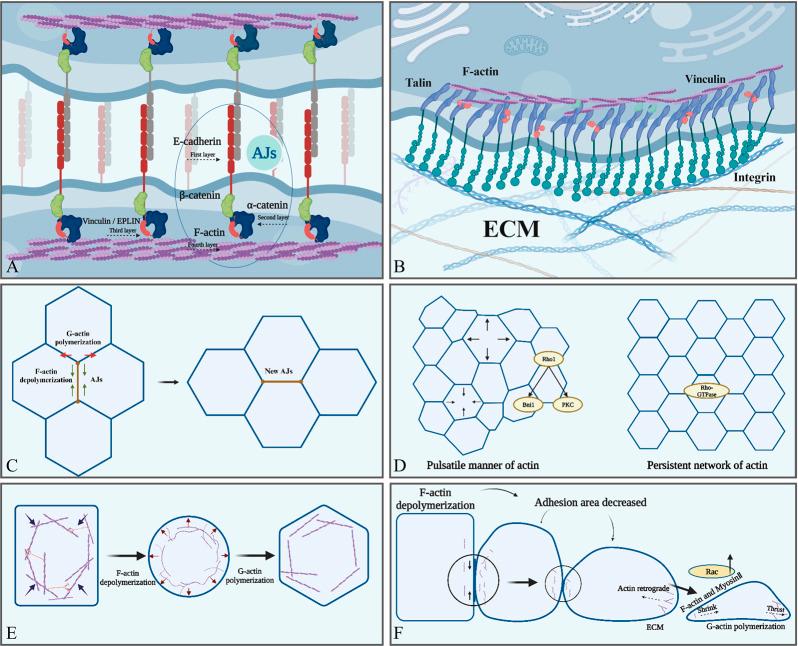 https://cdn.ncbi.nlm.nih.gov/pmc/blobs/7fc3/10515290/15777e1a8d0a/fphys-14-1213668-g002.jpg
