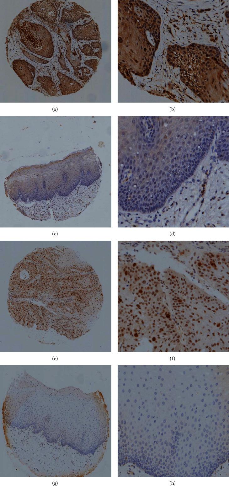https://cdn.ncbi.nlm.nih.gov/pmc/blobs/7fc6/9232379/511d47f963f7/DM2022-7300593.001.jpg