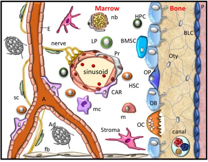 https://cdn.ncbi.nlm.nih.gov/pmc/blobs/7fce/7902060/e57ba6c170cb/fcell-09-598612-g0001.jpg
