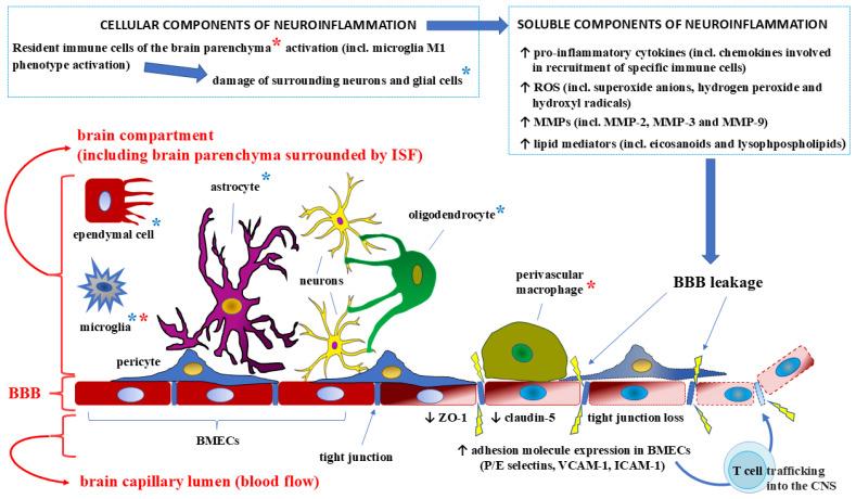 https://cdn.ncbi.nlm.nih.gov/pmc/blobs/7fd0/12026921/8cfe87570d6b/ijms-26-03532-g003.jpg