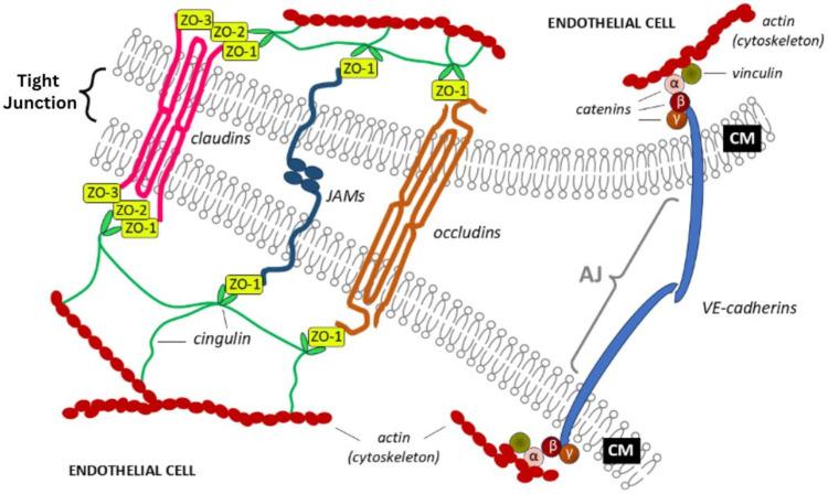 https://cdn.ncbi.nlm.nih.gov/pmc/blobs/7fd0/12026921/baa9031786eb/ijms-26-03532-g002.jpg