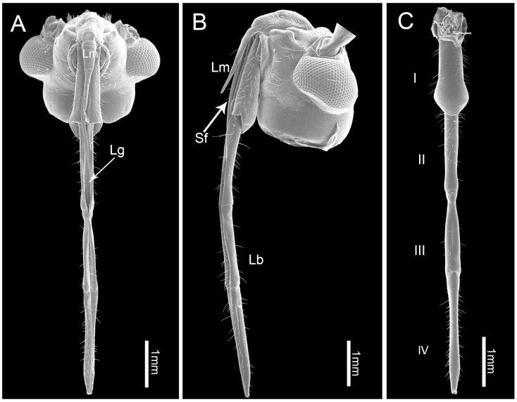 https://cdn.ncbi.nlm.nih.gov/pmc/blobs/7fd2/6572627/3b54d35b8c7a/insects-10-00143-g001.jpg