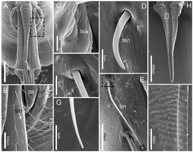 https://cdn.ncbi.nlm.nih.gov/pmc/blobs/7fd2/6572627/8a904763fa2a/insects-10-00143-g003.jpg
