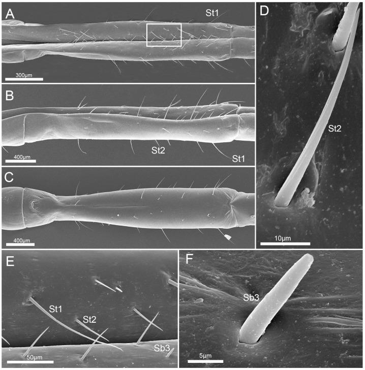 https://cdn.ncbi.nlm.nih.gov/pmc/blobs/7fd2/6572627/8adc17289bee/insects-10-00143-g005.jpg