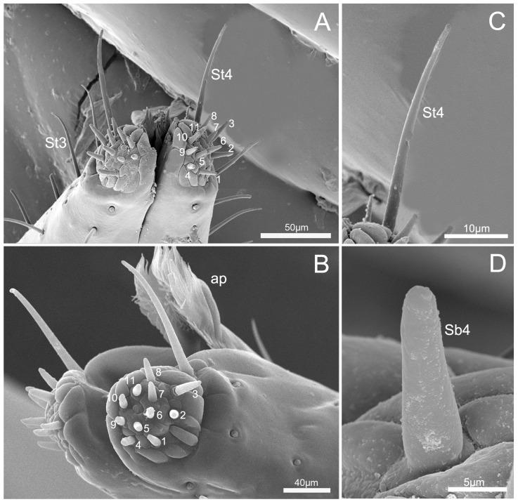 https://cdn.ncbi.nlm.nih.gov/pmc/blobs/7fd2/6572627/b641c59f2247/insects-10-00143-g007.jpg