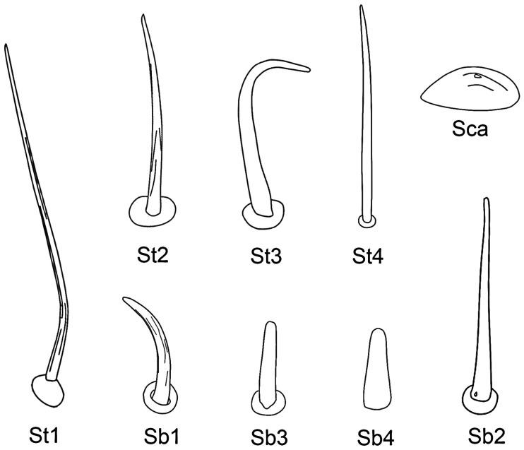 https://cdn.ncbi.nlm.nih.gov/pmc/blobs/7fd2/6572627/ca622692aabf/insects-10-00143-g002.jpg