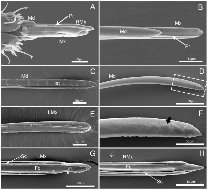 https://cdn.ncbi.nlm.nih.gov/pmc/blobs/7fd2/6572627/f095a66fed85/insects-10-00143-g008.jpg