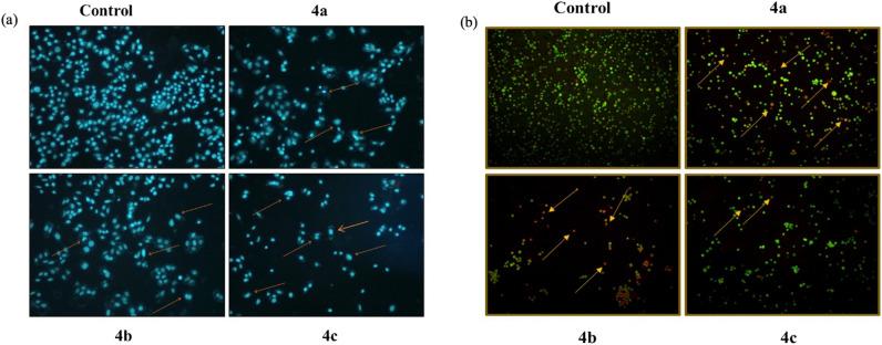 https://cdn.ncbi.nlm.nih.gov/pmc/blobs/7fd4/11009276/972ef3449909/41598_2024_59063_Fig9_HTML.jpg