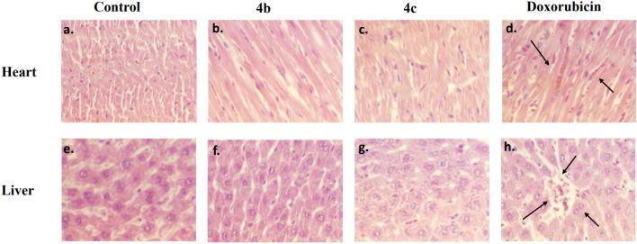 https://cdn.ncbi.nlm.nih.gov/pmc/blobs/7fd4/11009276/c860bbe0f5f8/41598_2024_59063_Fig10_HTML.jpg